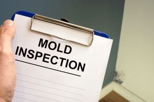 Top Times When You Should Have a Mold Inspection Done
